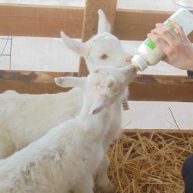 First-colostrum-intake-with-bottle